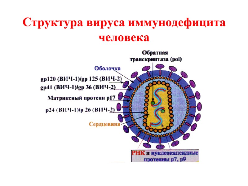 Структура вируса иммунодефицита человека